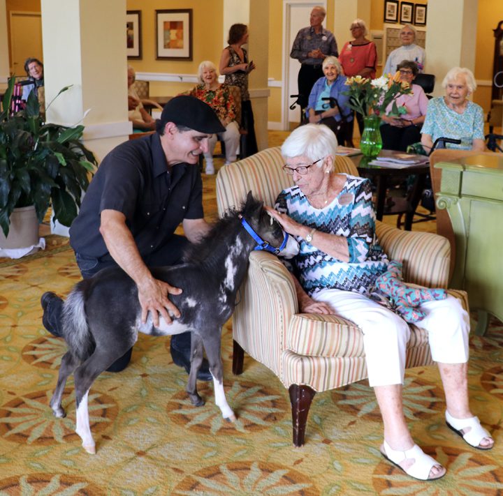 Miniature therapy horses help patients impacted by illness and/or disability.