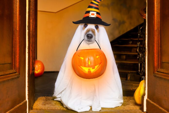 dog dressed in ghost costume with witch hat and trick-or-treat bucket in mouth